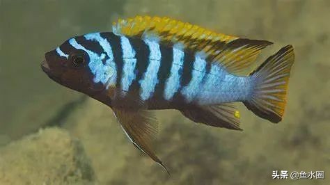 新手入坑教程原神,新手入坑有什么关注事项