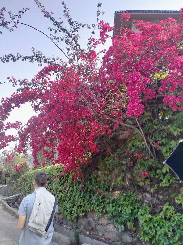 海丰莲花山度假村可以免费进吗,汕尾莲花山度假村游玩攻略