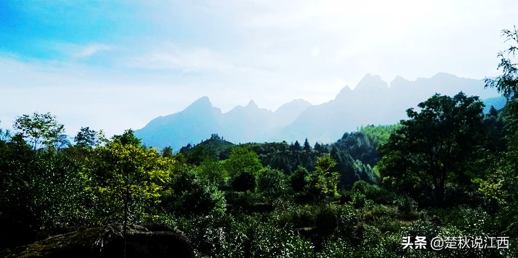 江西武陵红茶,江西最好的红茶