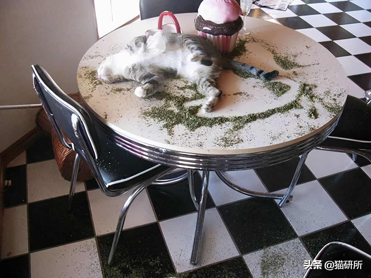当猫咪第一次吸猫薄荷,猫咪会对薄荷过敏吗