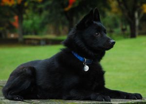 魔鬼小黑狗,魔鬼小黑犬幼犬视频