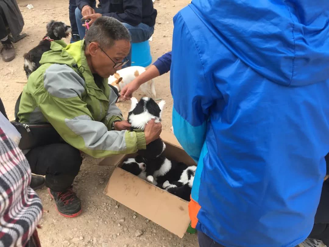 边境牧羊犬8000块钱买得到纯种吗,边境牧羊犬出售800元贵吗现在