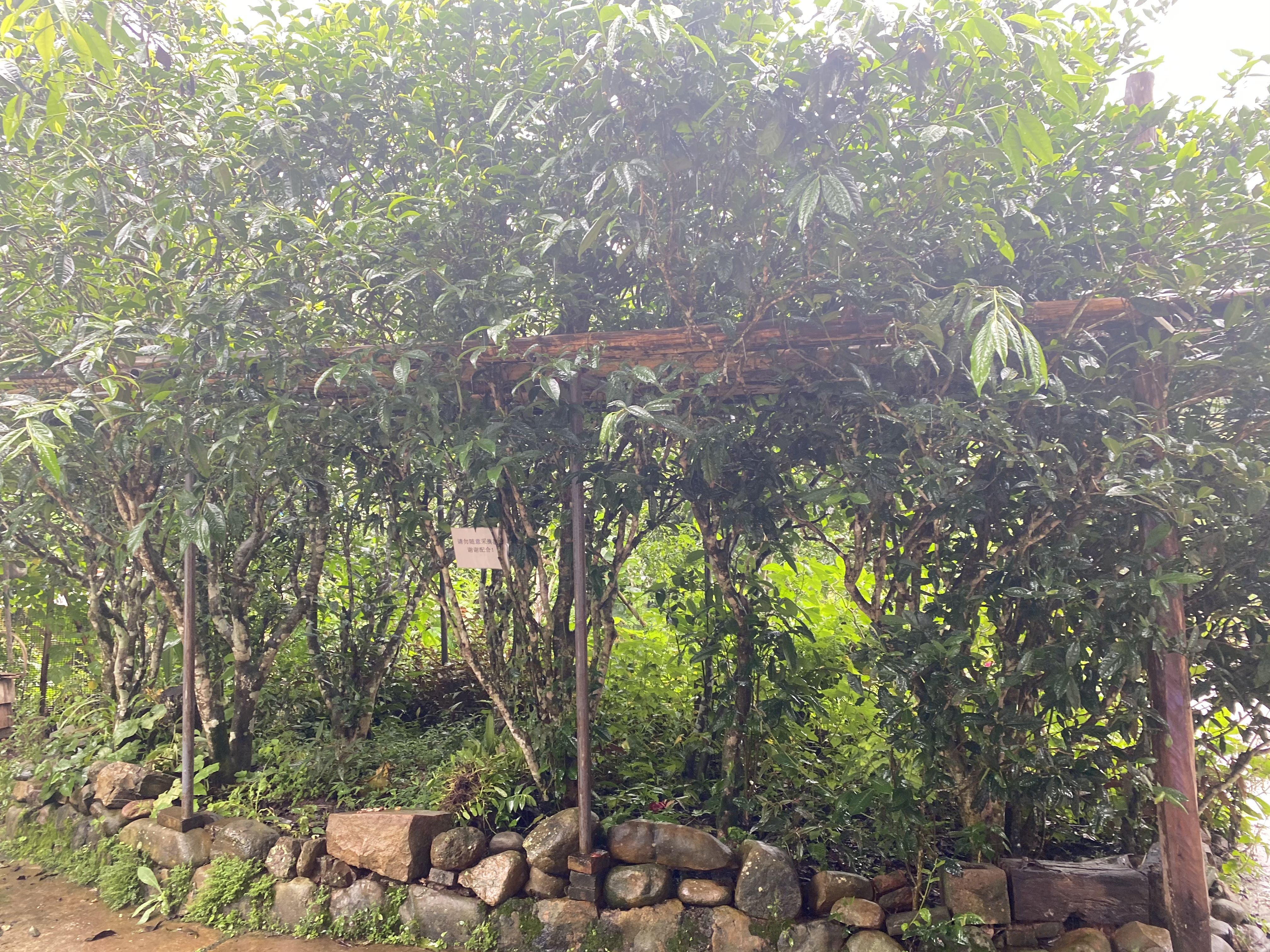 老徐谈茶138期,老徐谈茶冰岛茶特点