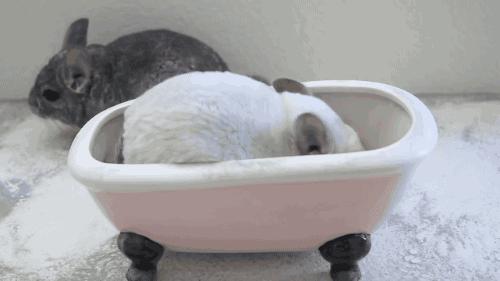 龙猫真菌感染用什么药好,龙猫螨虫病怎么治疗