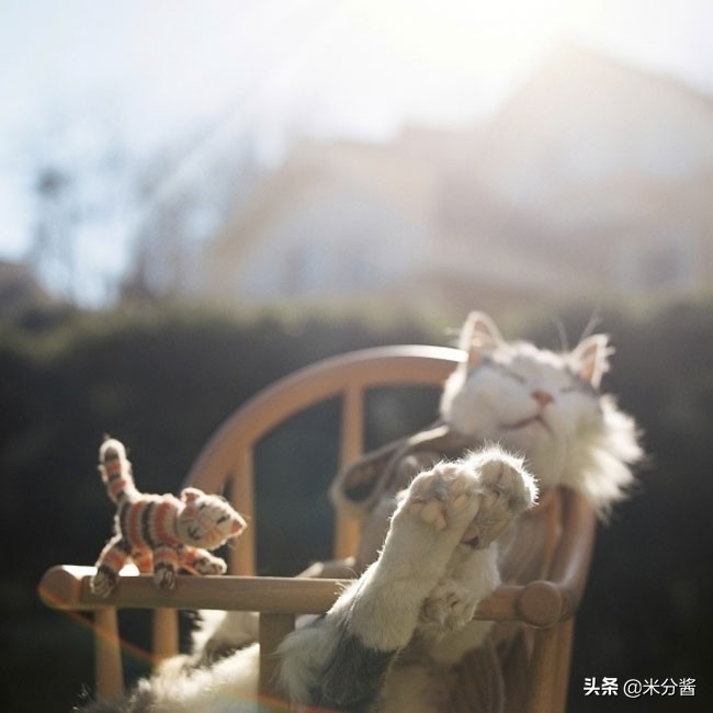 宠物死后怎么办,家里宠物死后怎么缓解情绪