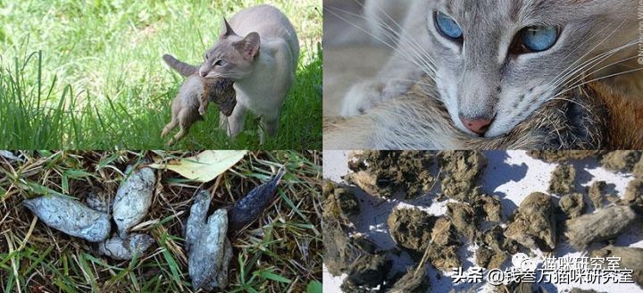 猫吃了棉花能消化吗,猫吃太多猫毛会拉肚子吗