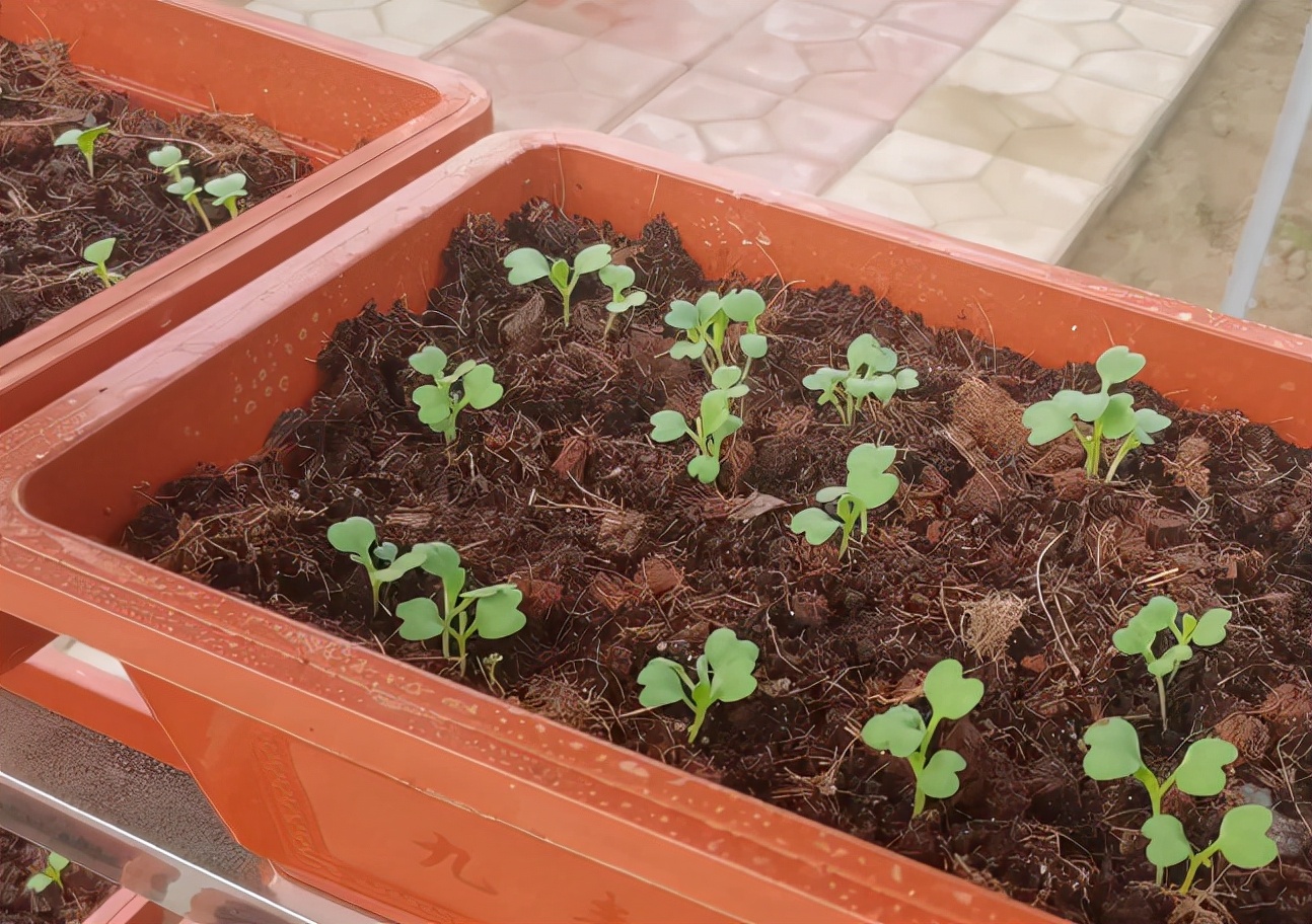 没阳光的阳台适合种植什么蔬菜,家庭阳台水培蔬菜技术视频教程