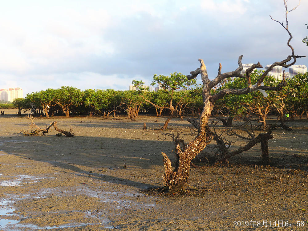 痛心！北海红树林不设防，任你踩任你挖
