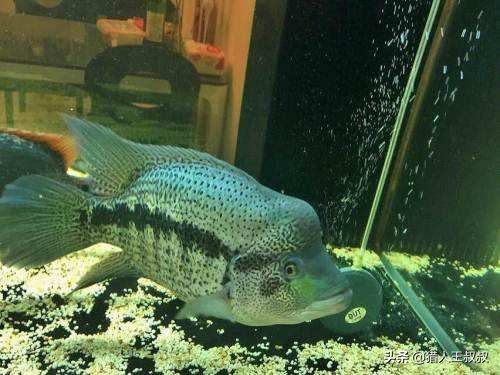 比食人鱼厉害的凶猛的观赏鱼,比食人鱼还凶残的十种鱼