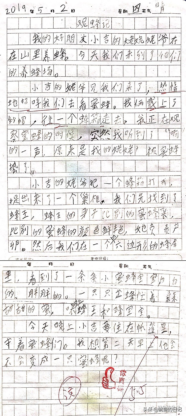 蜜蜂日记三年级300字,二年级视察日记大全100字