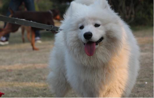 怎么让狗狗快速认识新主人,新到家的狗狗多久能训练