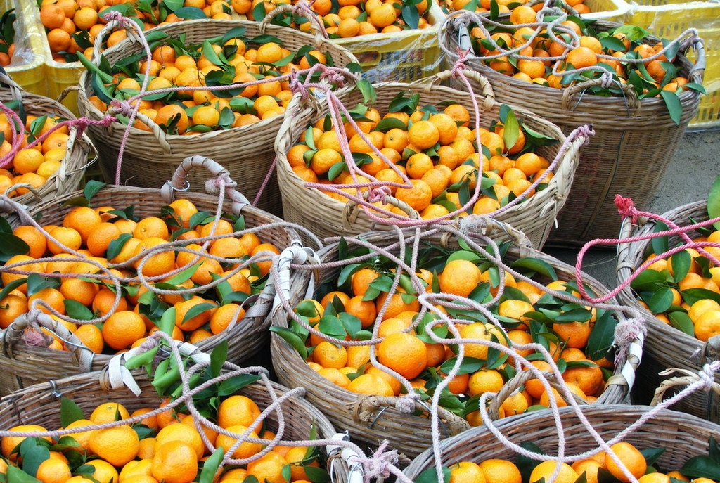 种20亩新会柑一年赚多少钱,回乡创业种植柑橘