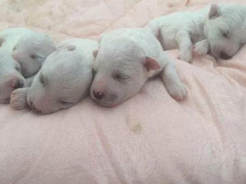 小狗在狗妈妈肚子里发育全过程,狗妈妈肚子里面有小狗宝宝