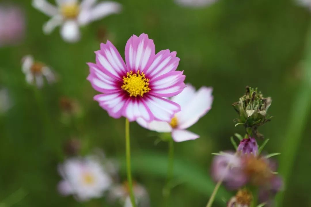 一招治愈脾胃特效药,调理脾胃治百病药方