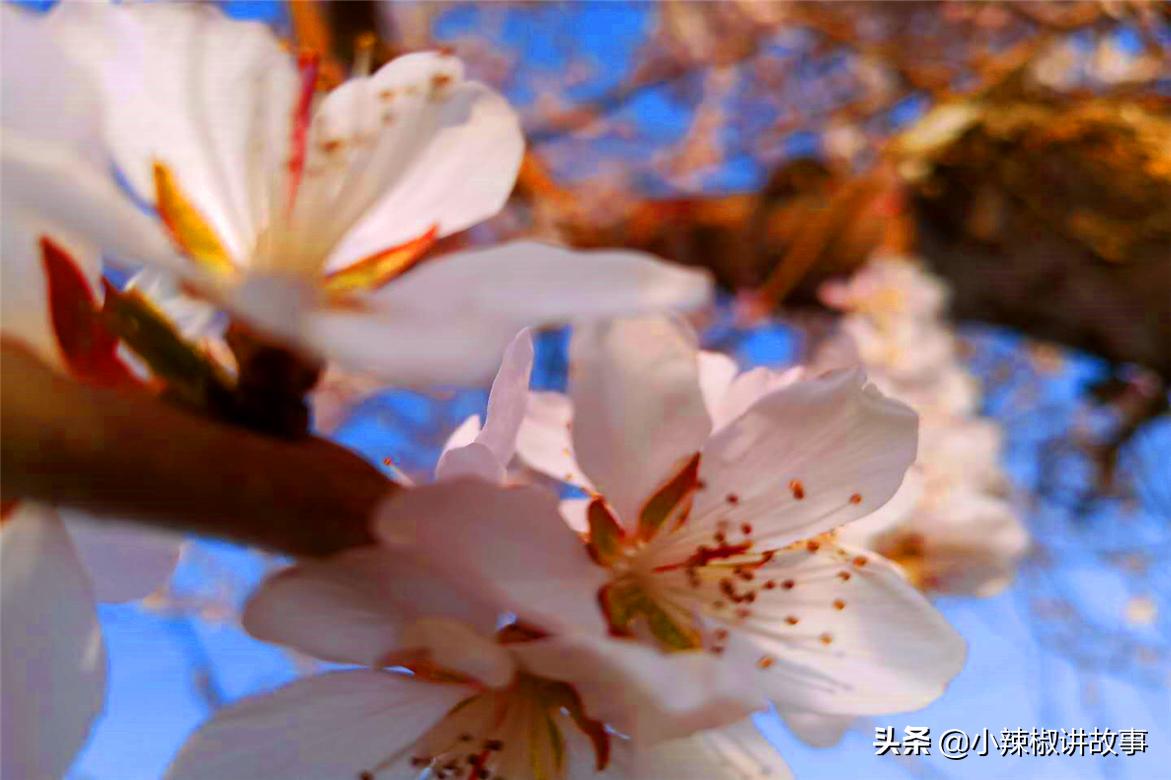鏈辫开鍜岃但鏈殑鏁呬簨,璧湰鏈辫开