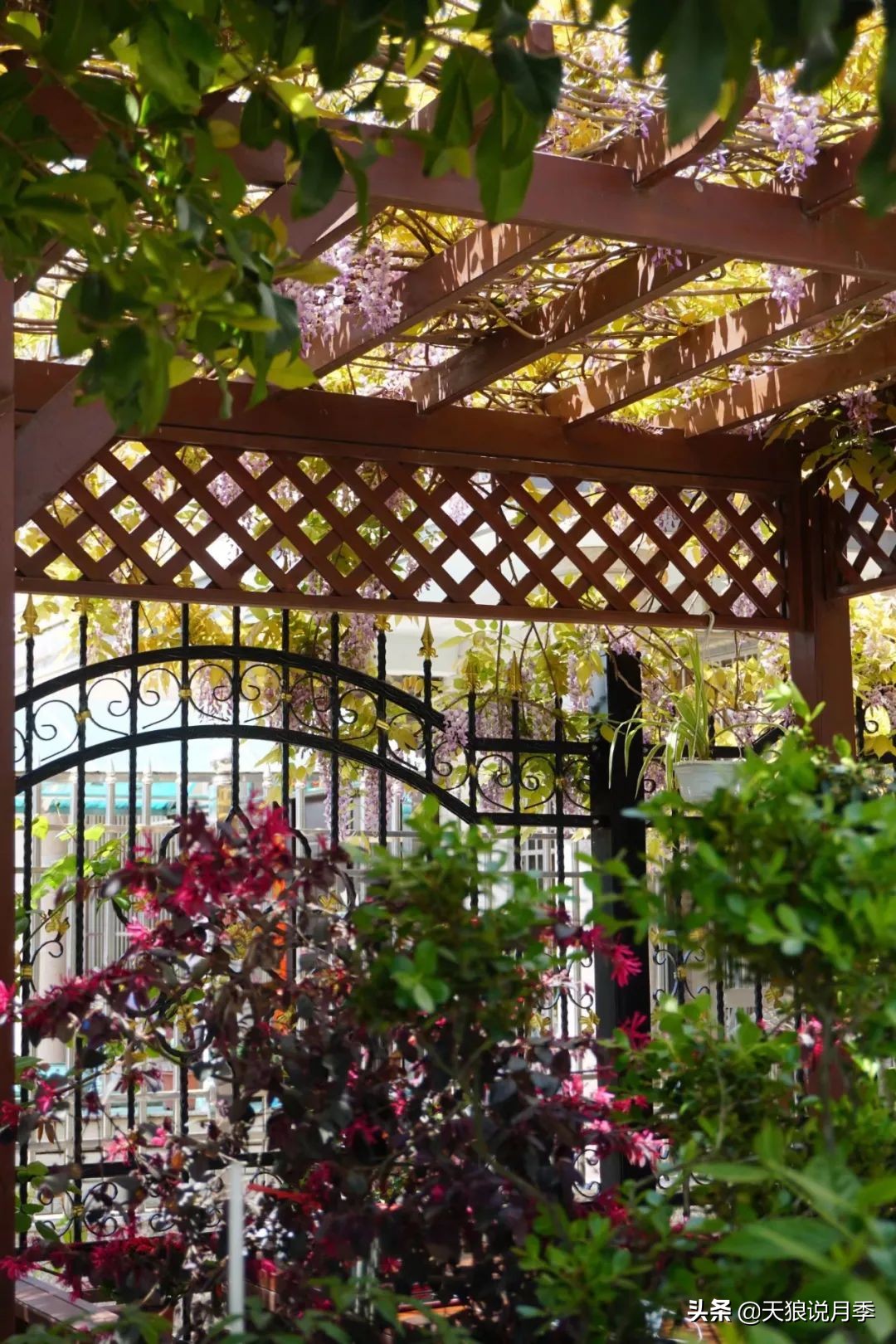 不用再羡慕别人家的院子,庭院养护全攻略