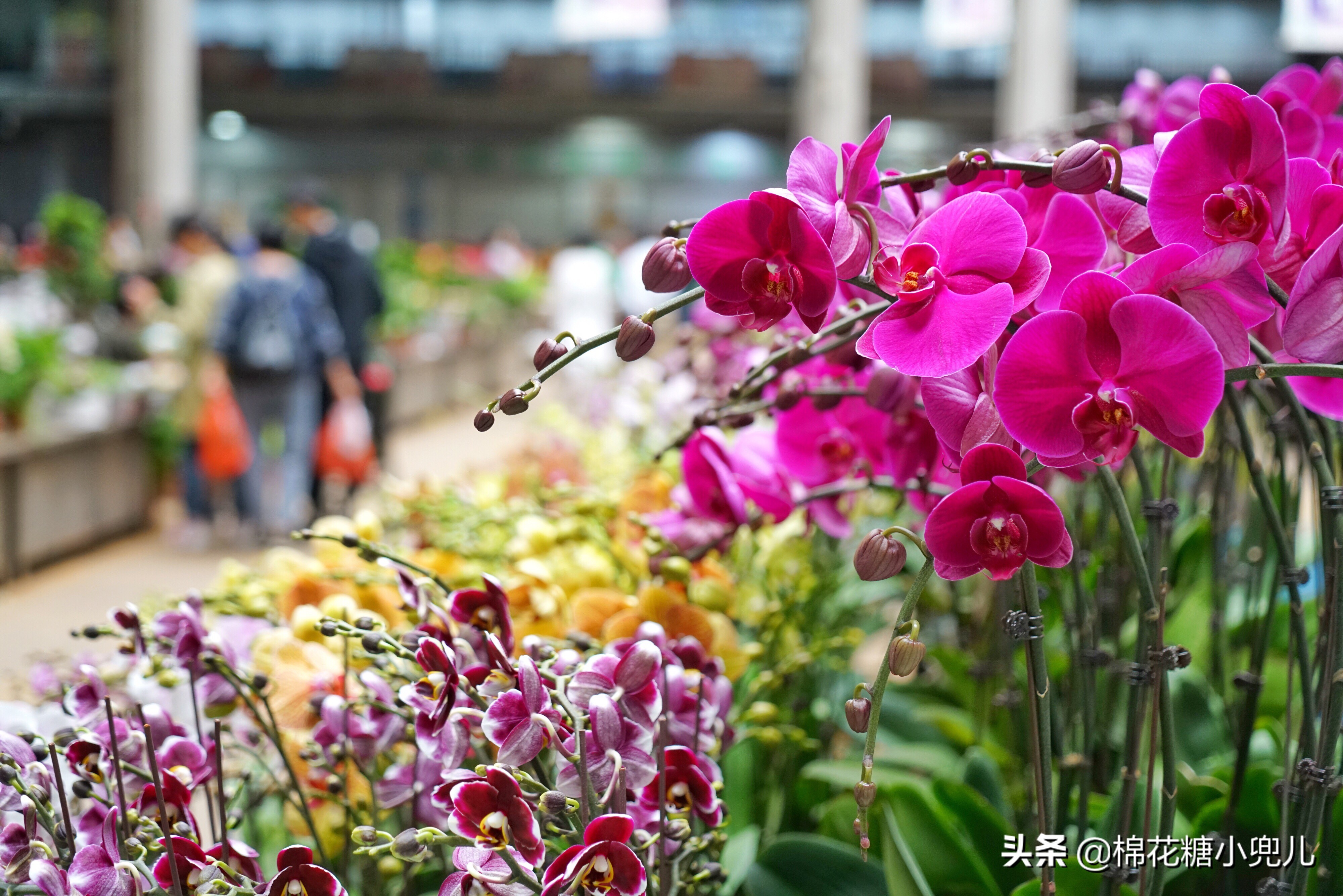 北京南四环花卉绿植批发市场,北京开一家鲜花店