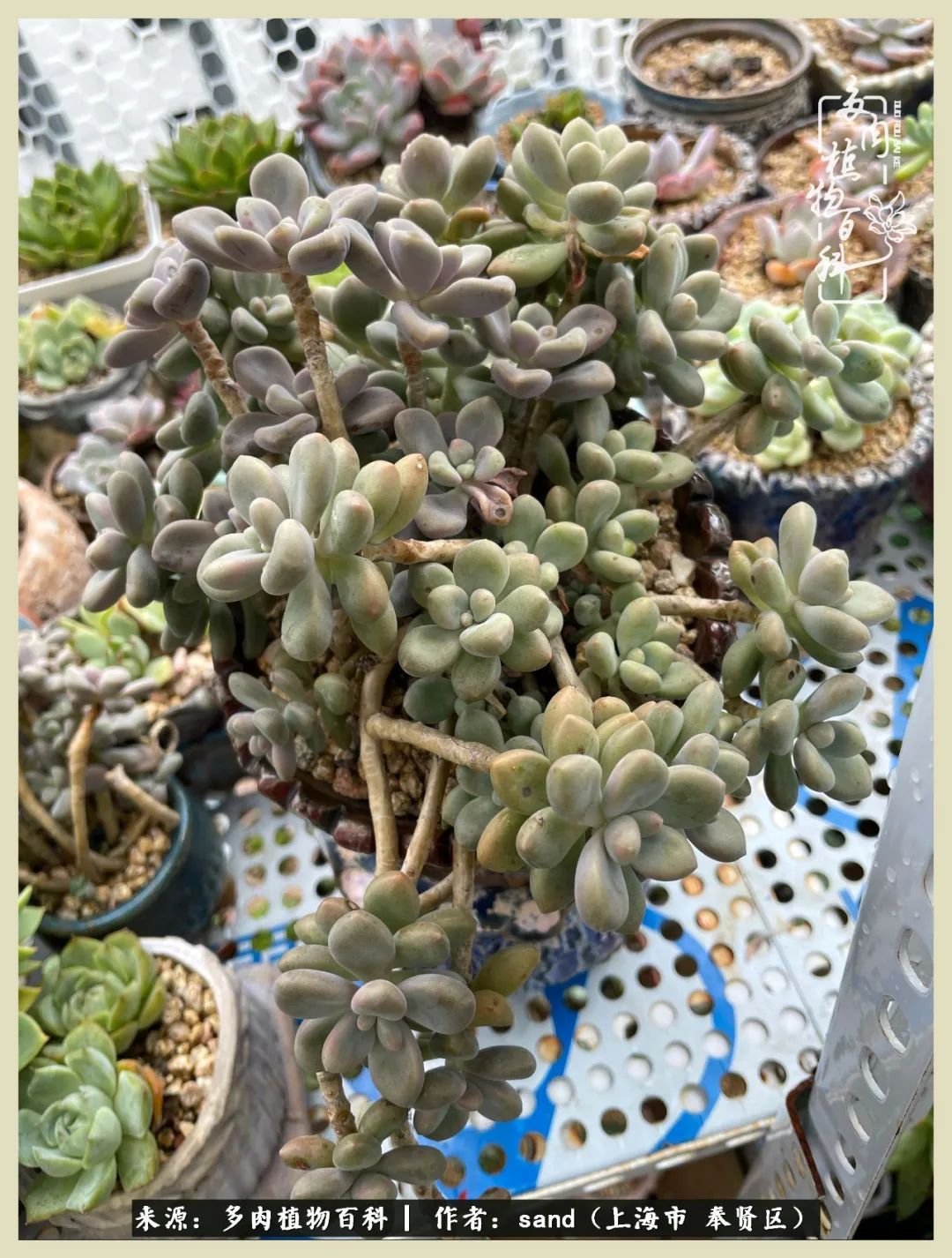 多肉怎么度过三伏天,多肉在三伏天怎么度夏