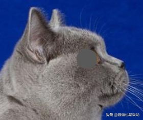 英国短毛猫饲养,养英国短毛猫需要的关注事项
