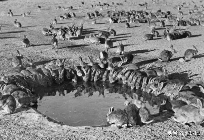 澳大利亚和兔子的五次战争,澳大利亚兔子大战是怎么回事