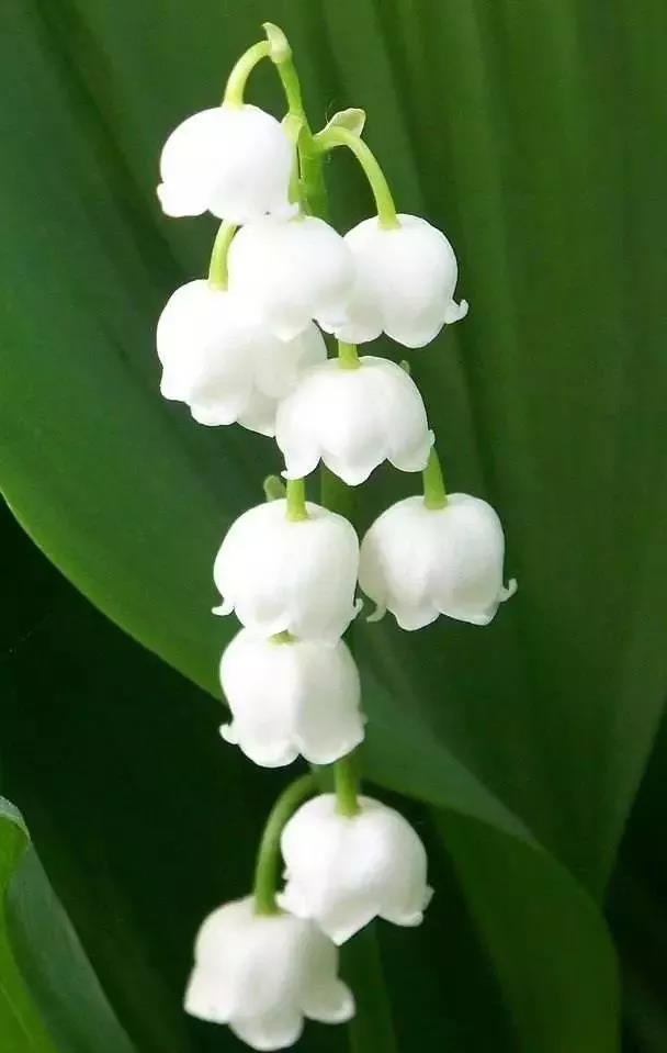 这4种花卉很漂亮花量大观赏度高,20种漂亮花好看不好养