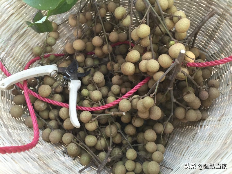 晒龙眼下雨怎么处理,晒龙眼干被雨淋应该怎么做