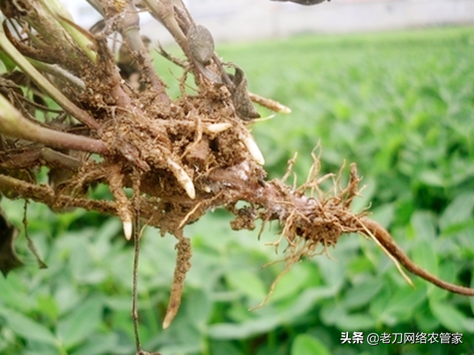花生出苗不长死苗喷药几天有效,花生出苗后烂根发霉死苗怎么办