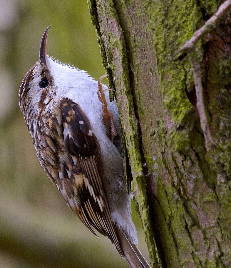 东江揽胜,惠州淡水常见鸟类图谱