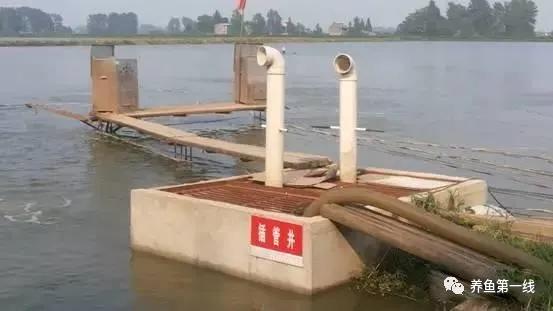 池塘水体净化,池塘净化鱼类