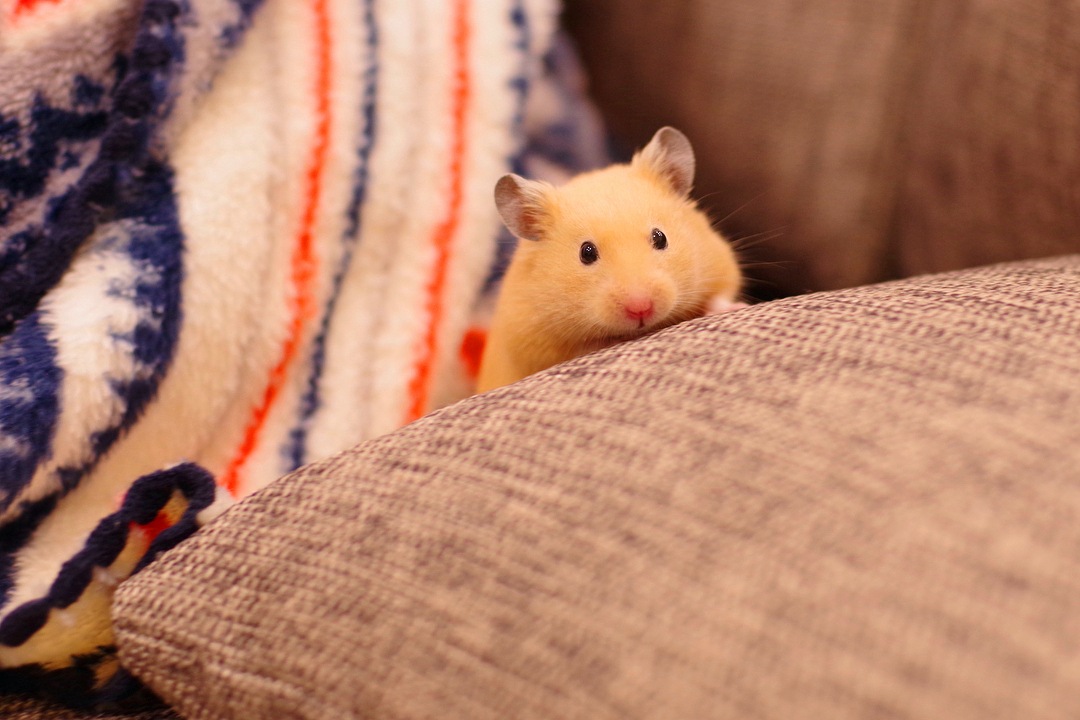 小仓鼠被抓在笼子里啦,仓鼠走迷宫爬墙被抓回去