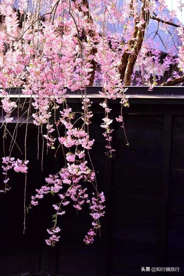 日本樱花季是八月几号,2020年日本樱花花期表