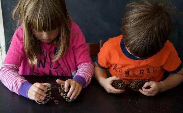 捡来的松果不要扔其实它大有用处,路上捡的小松果不要扔