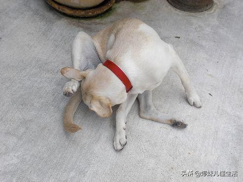 狗狗舔这5个位置，其实是有事情要告诉你，千万别忽视了