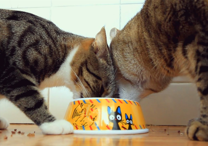 猫咪肾衰用降磷喂食法恢复正常后就是治愈？不，仍需持续控制