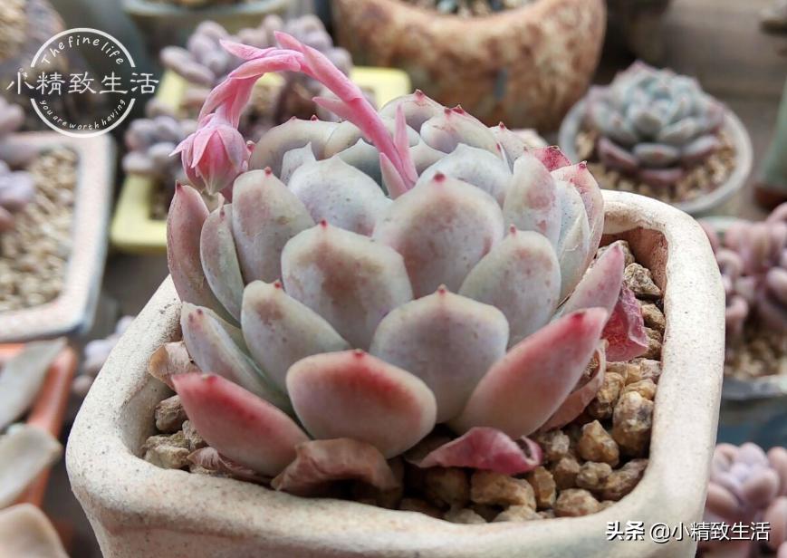 多肉夏季几度可以露养,夏天高温多肉可以露养吗