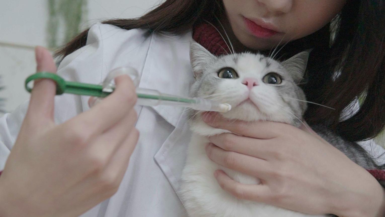 给猫咪喂药之后不粘人了,给猫咪喂药都几毫升