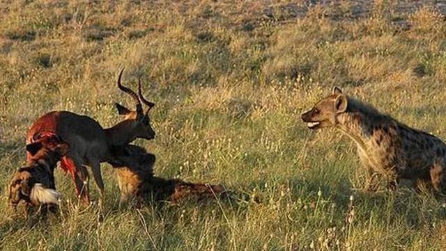黑人体魄远胜黄人白人,为何他们在历史上从未缔造过伟大国度?