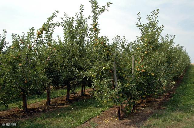 苹果病虫害防治方法,苹果的病虫害防治的参考文献