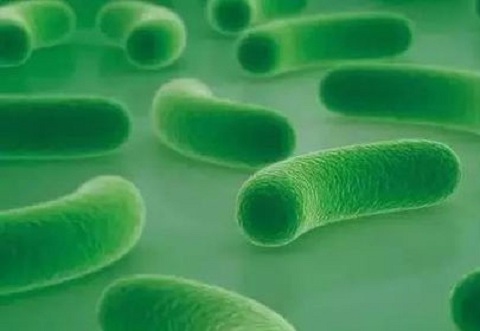 哪些牌子益生菌含鼠李糖乳杆菌,什么益生菌含鼠李糖乳杆菌