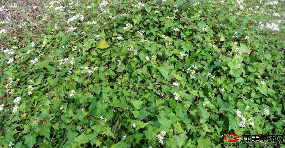 金荞麦四川怎么叫,金荞麦别名是不是土茯苓