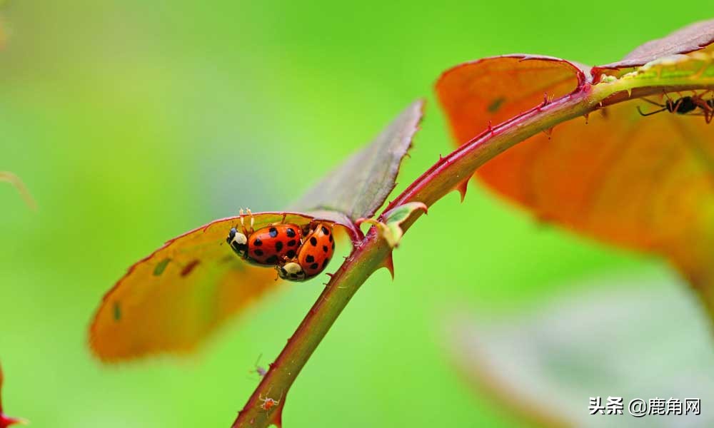 苍蝇冬眠时躲在哪里,下雨时苍蝇和蚊子在哪