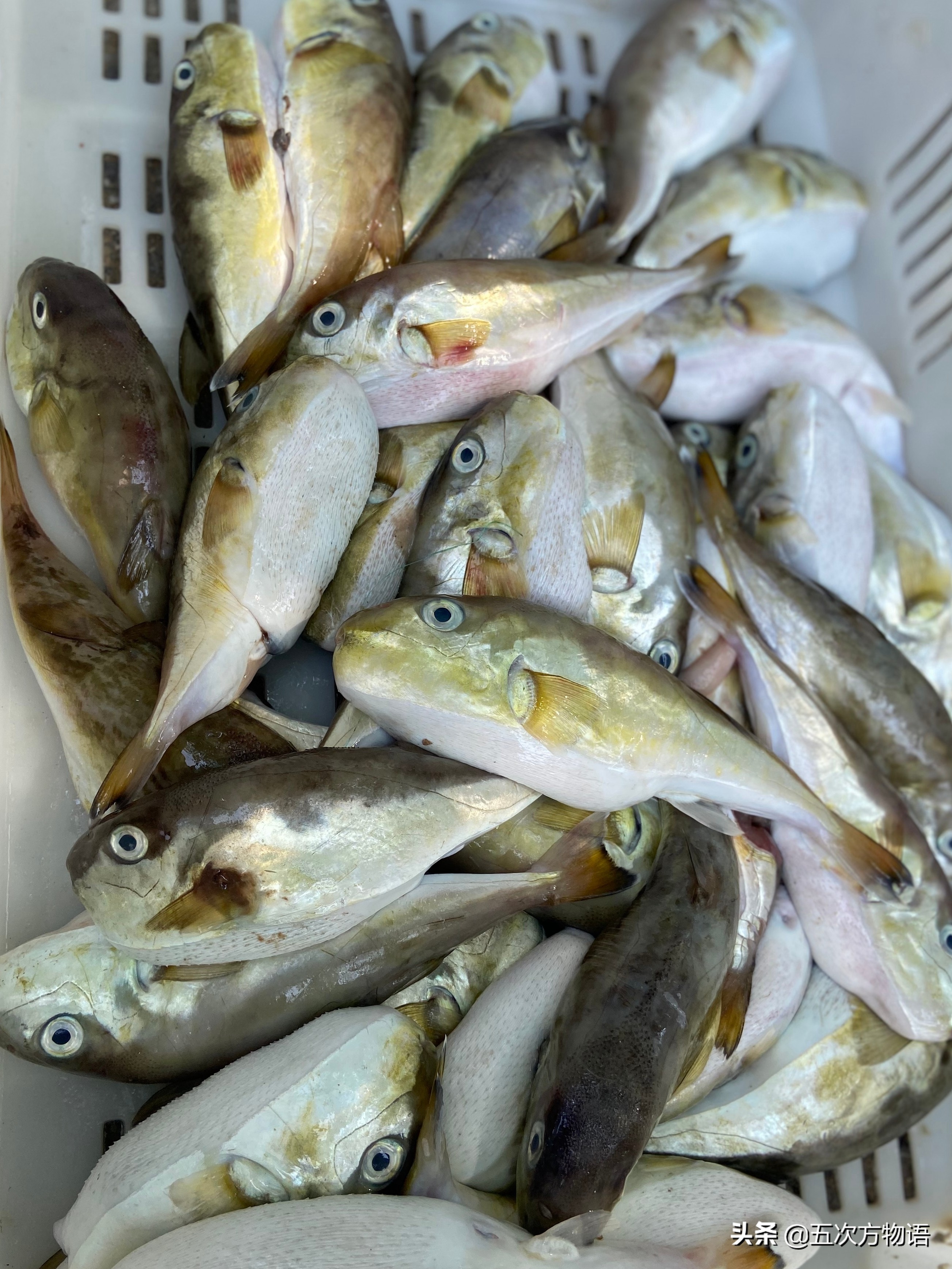 青岛开海了吃点什么海鱼好呢,去青岛吃哪些海鱼推荐