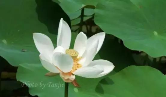 草缸造景沙子如何处理,草缸造景用什么铺底