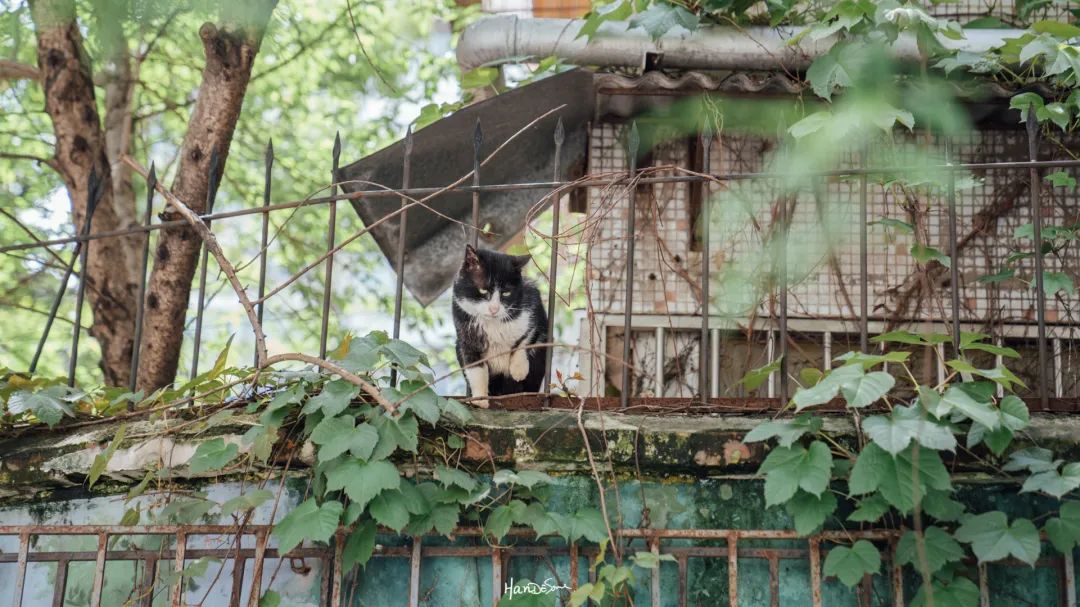 台北路一带到底有多少家咖啡店？