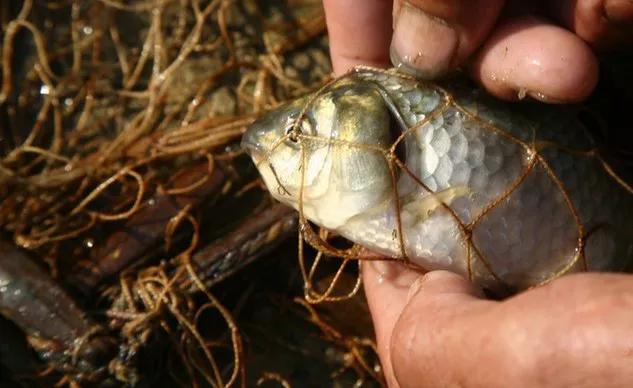 畸形的鱼吃了有什么危害,畸形鱼是怎么回事