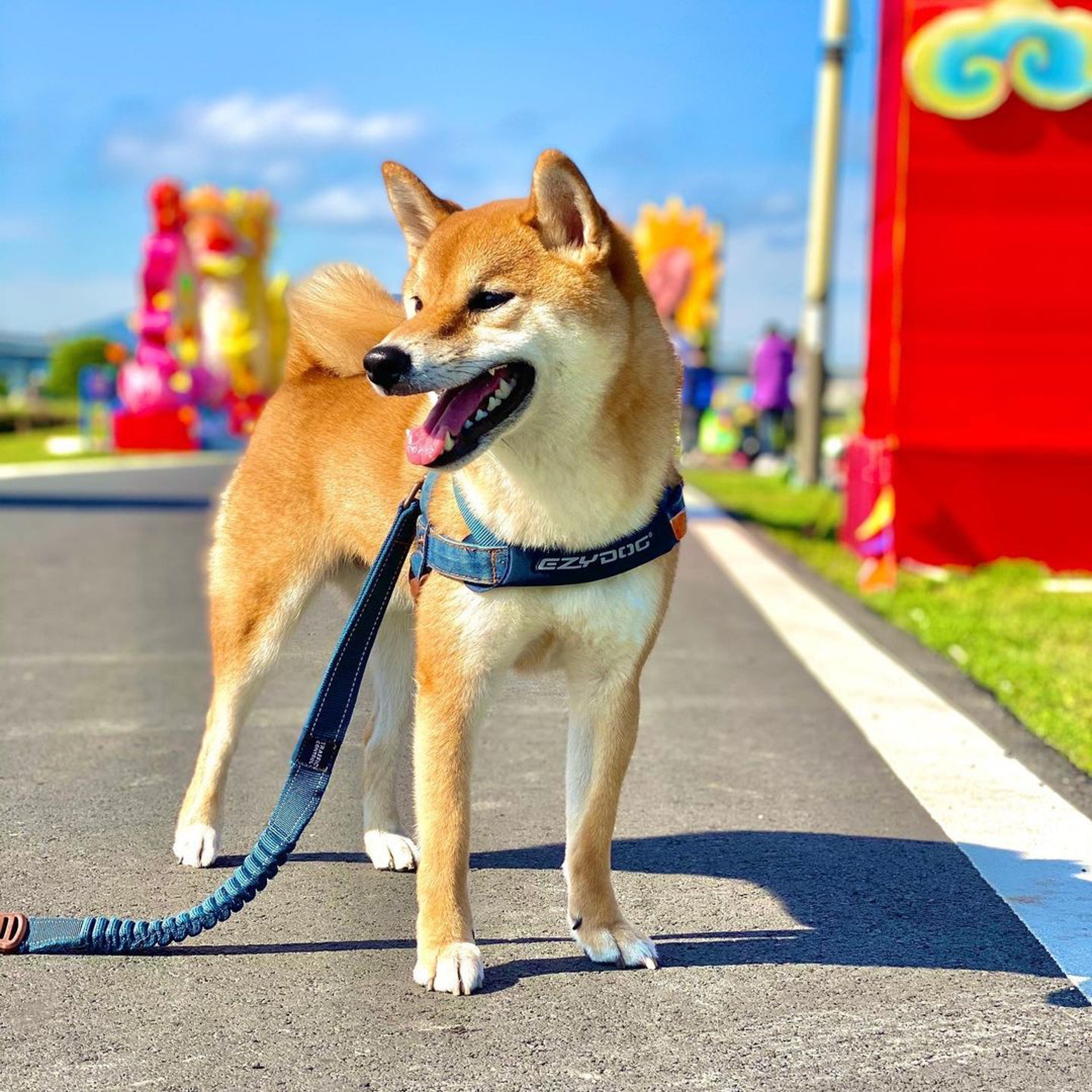 胆小柴犬遇神秘东西秒被吓跑　吓到脸歪、弹起反应笑翻网民