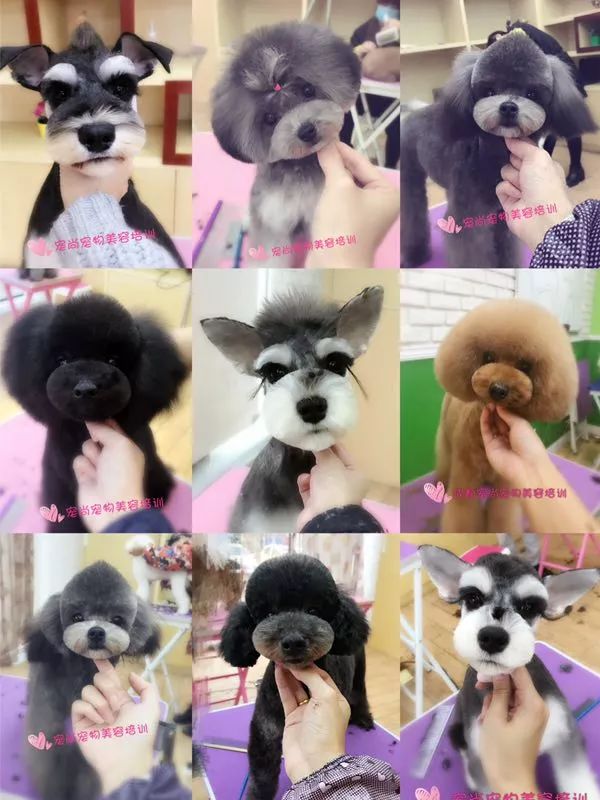 讲述宠物美容行业里拥有自己想要的人生