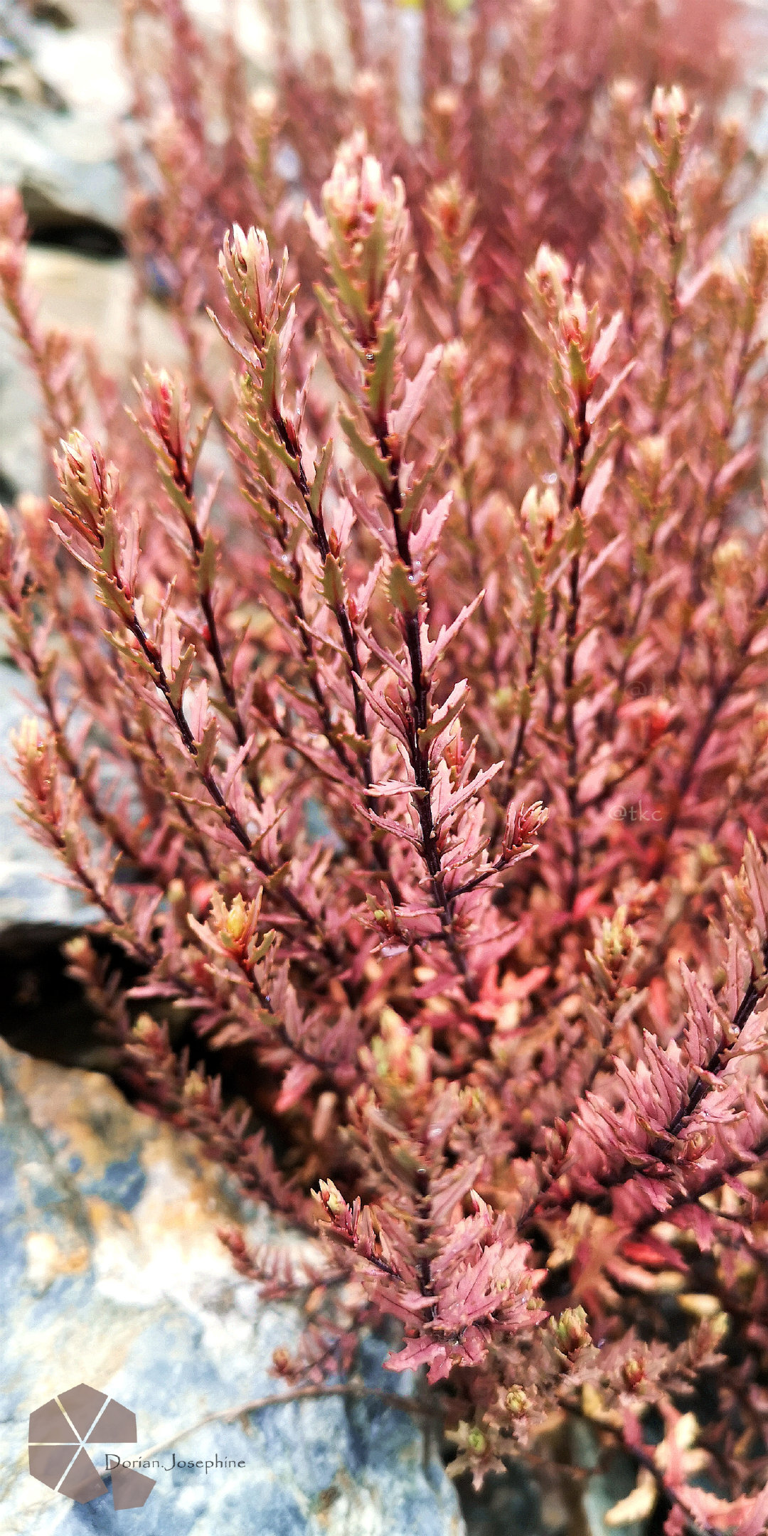 新西兰南岛一日游,新西兰南岛旅游地图