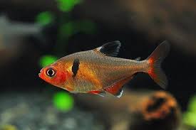 草缸灯鱼专用灯,草缸专用灯防太阳