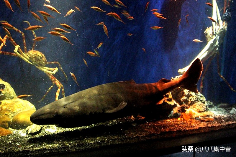 人工养殖鲨鱼死了怎么办,人工饲养虎鲸为啥短命